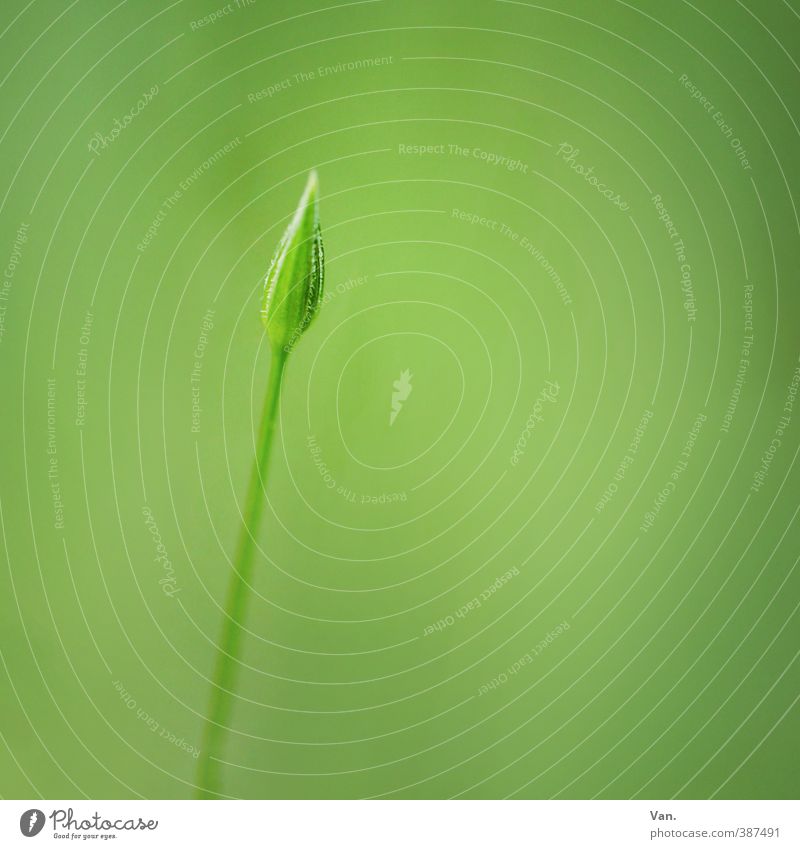 minimal Natur Pflanze Sommer Blume Blütenknospen Stengel Garten klein weich grün Farbfoto Gedeckte Farben Außenaufnahme Nahaufnahme Detailaufnahme Menschenleer