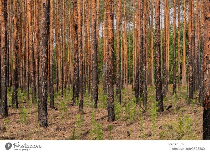 1 Jahr nach dem Waldbrand in der Nähe von Frankenförde bei Luckenwalde sind alle Kiefern tot Waldboden verbrannt Sommer Baum Bäume tote Bäume verkohlt Natur
