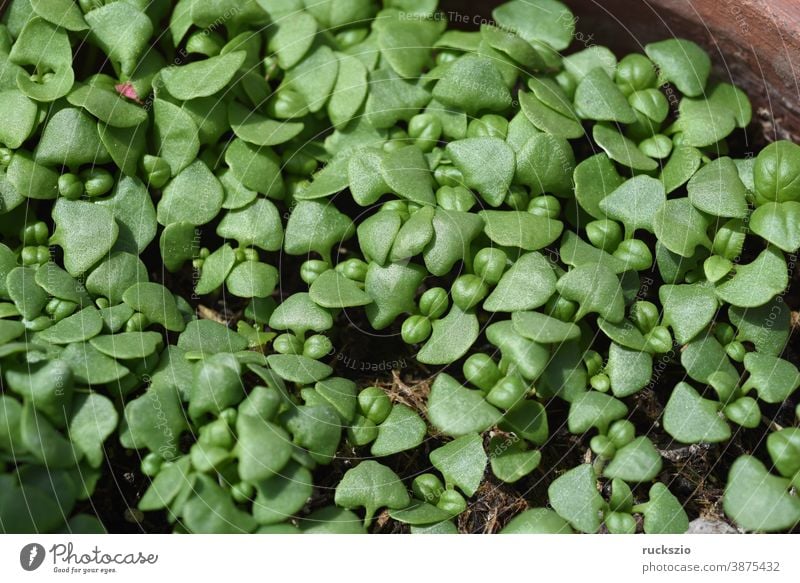 Basilikum, Ocimum basilicum, ist eine Heilpflanze und Kuechengewuerz mit gruenen Blaettern. Basil, Ocimum basilicum, is a medicinal plant and kitchen ware with green leaves.