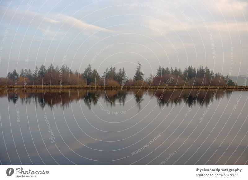 Herbstlich dämmrige Baumwipfel und Staumauer spiegeln sich im Wasser des Stausees Abenddämmerung noch Reflexion & Spiegelung Bäume Wald Landschaft kräuselt