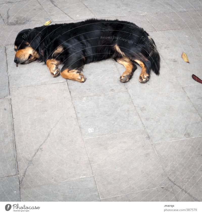 Fauler Hund Tier Haustier 1 Erholung liegen schlafen einfach Müdigkeit Erschöpfung Trägheit bequem Bodenbelag Farbfoto Außenaufnahme Menschenleer