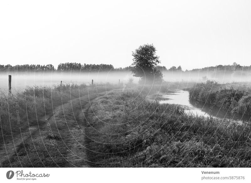 Nebel auf einem Weg zwischen zwei Paddocks und einem kleinen Fluss Baum Bäume Herbst Wald Wälder Wiese Wiesen Ackerland Pferdekoppel schwarz/weiß Himmel pro Tag