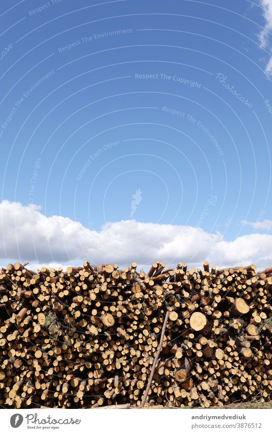 ein Bündel gefällter Bäume in der Nähe eines Abholzungsplatzes. Stapel von Holzscheiten unter blauem Himmel. Platz für Text Kofferraum Nutzholz Material Natur