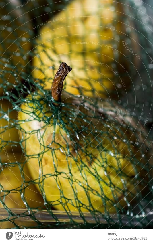 Schrumpelstilchen einer reifen Birne, das sich einen Weg durch das Verpackungsnetz einen Fluchtweg gefunden hat. Birnenstil Frucht Gesundheit Gesunde Ernährung