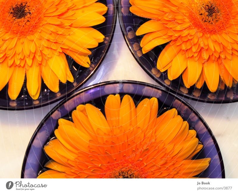 Blau.Gelb IIII Ausschnitte Blume gelb Sonnenblume Schalen & Schüsseln blaue schale Wasser Anschnitt geschnitten