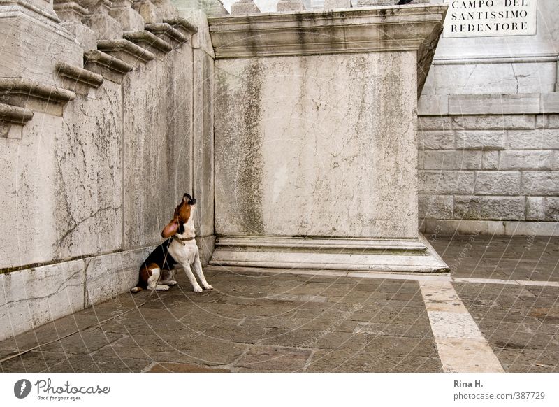 zum Heulen Mauer Wand Hund 1 Tier sitzen warten weinen Traurigkeit Ungeduld Hundeleine angeleint Sehnsucht Pflastersteine Ecke Gedeckte Farben Außenaufnahme