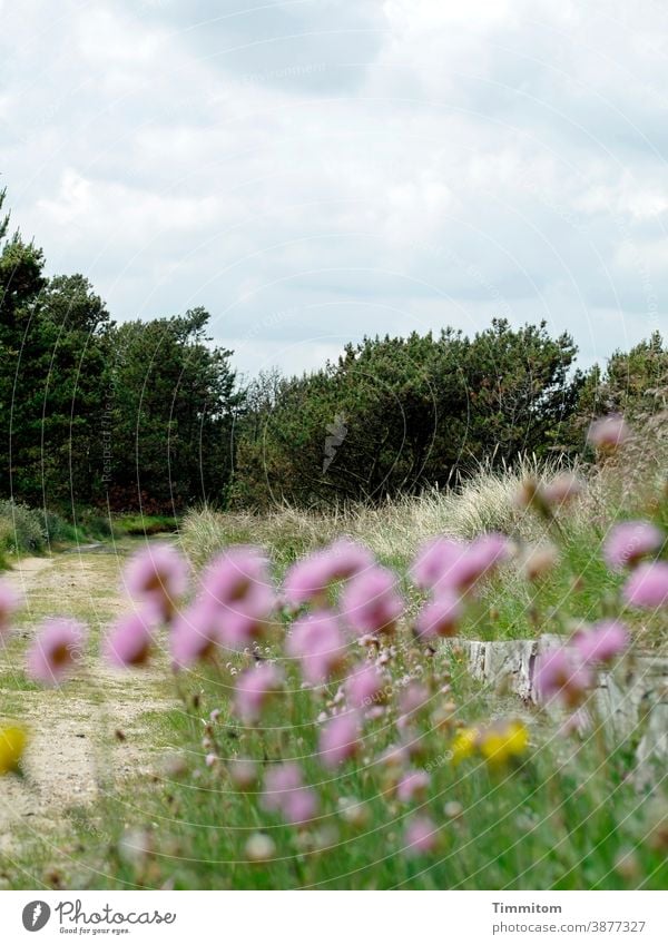 Ein einladender Weg und unscharfe Böbbelchen im Vordergrund Wege & Pfade Wiese Gras Bäume Gebüsch Blumen Blüten rosa Natur Dänemark Menschenleer Himmel Wolken