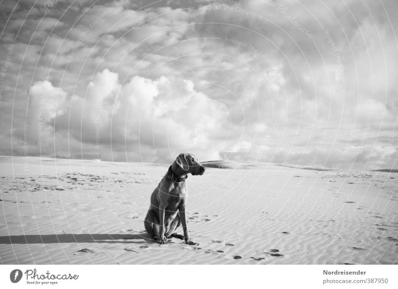 Edel Jagd Abenteuer Ferne Freiheit Himmel Wolken Klima Wüste Tier Haustier Hund 1 Sand beobachten sitzen ästhetisch Freundlichkeit Neugier loyal Tierliebe