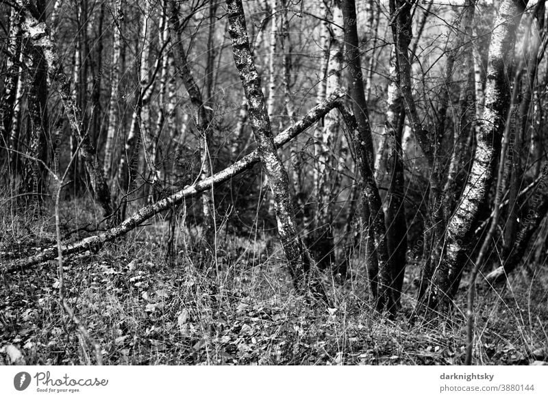 Niederwald im Siegerland mit auf den Stock gesetzten Birken (Betula pendula) Menschenleer düster helle Forstwirtschaft Krimi kontrastreich Herbst Oktober