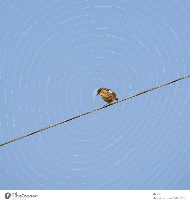 Der Vogel auf dem Drahtseil. Kabel sitzen Himmel Außenaufnahme Tier blau Natur Leitung Energiewirtschaft Elektrizität Technik & Technologie Stromtransport