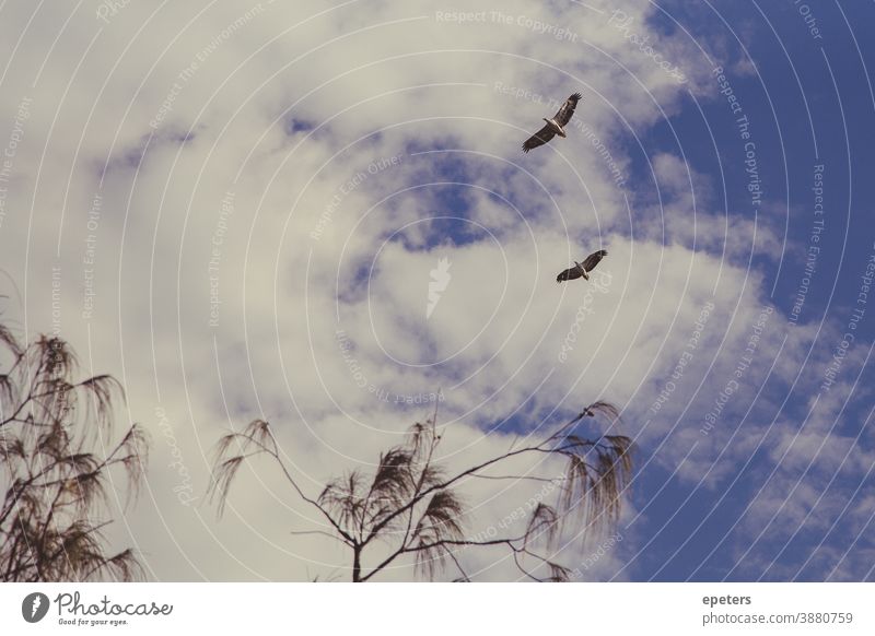 Zwei Weißbauch-Seeadler fliegen hoch gegen einen bewölkten Himmel in Queensland, Australien Adler fliegende Vögel bewölkter Himmel Flügel Farbfoto Natur