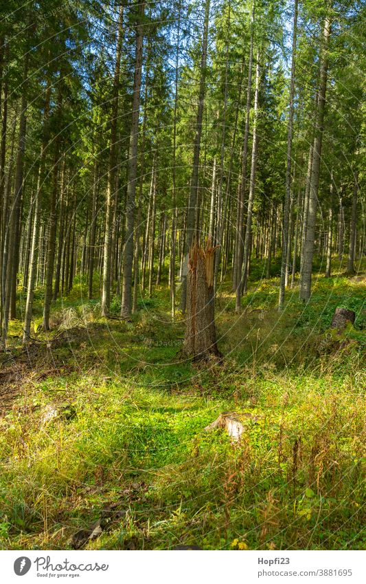 Umgeknickter Baum im Schwarzwald Fichte Fichtenwald Berge Wald Waldweg Natur Außenaufnahme Farbfoto Menschenleer Landschaft Umwelt Pflanze Tag Nadelwald Tanne