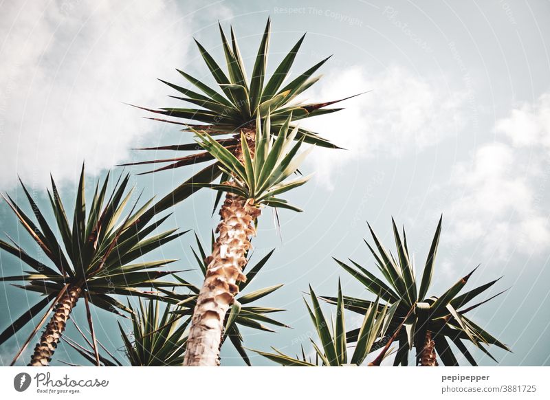 Palmen Palmenwedel Pflanze Natur Farbfoto grün Außenaufnahme Blatt Menschenleer exotisch Tag Sommer Baum Ferien & Urlaub & Reisen Umwelt Schönes Wetter