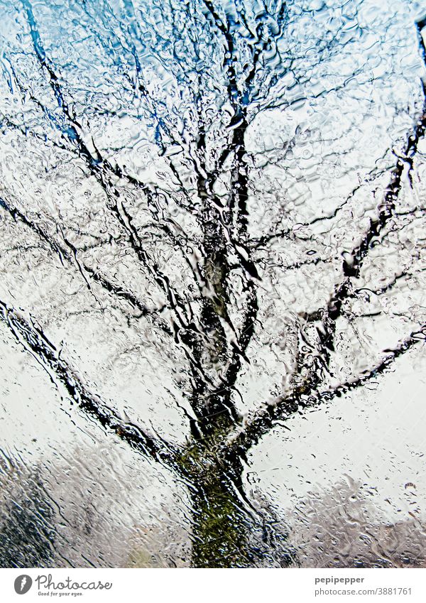 Baum im Regen von innen durch eine Autoscheibe fotografiert Scheibe Autofenster Fensterscheibe Wassertropfen Wetter Tropfen nass schlechtes Wetter Menschenleer