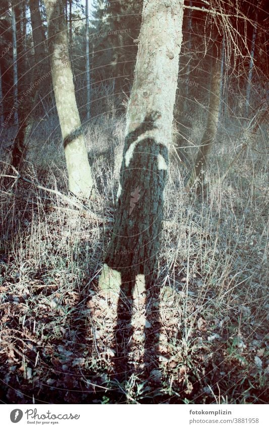 winkender Schattenselfie im Wald Baum Winterlicht kahle Bäume kahler Baum kalte jahreszeit dunkle Jahreszeit Selbstportrait Selbstbildnis winterliche Ruhe