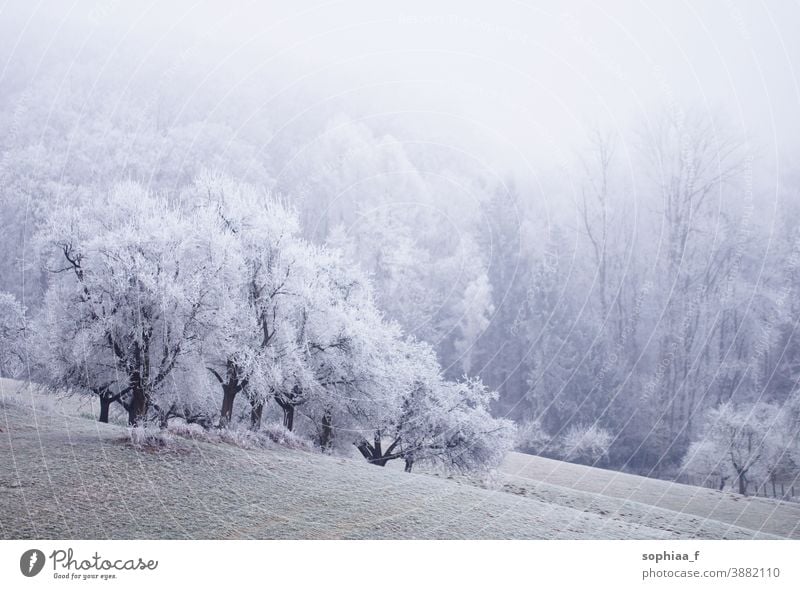 neblige Winterwunderwelt, gefrorenes Feld mit Bäumen gefrorene Landschaft Winterwunderland Winterlandschaft Schneefall nebliger Morgen kalt Nebel idyllisch