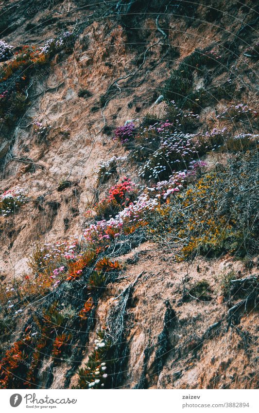 Ein mit bunten Blumen und wild wachsenden Wurzeln bewachsener Hang Berghang Wand Stein felsig Boden Blüte Überstrahlung Gras Pflanzen Vegetation rot purpur weiß