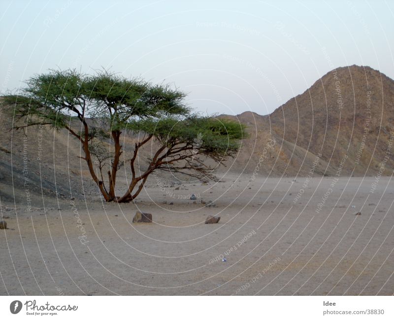 Wüste Baum Ägypten Sonne Sahara Sand