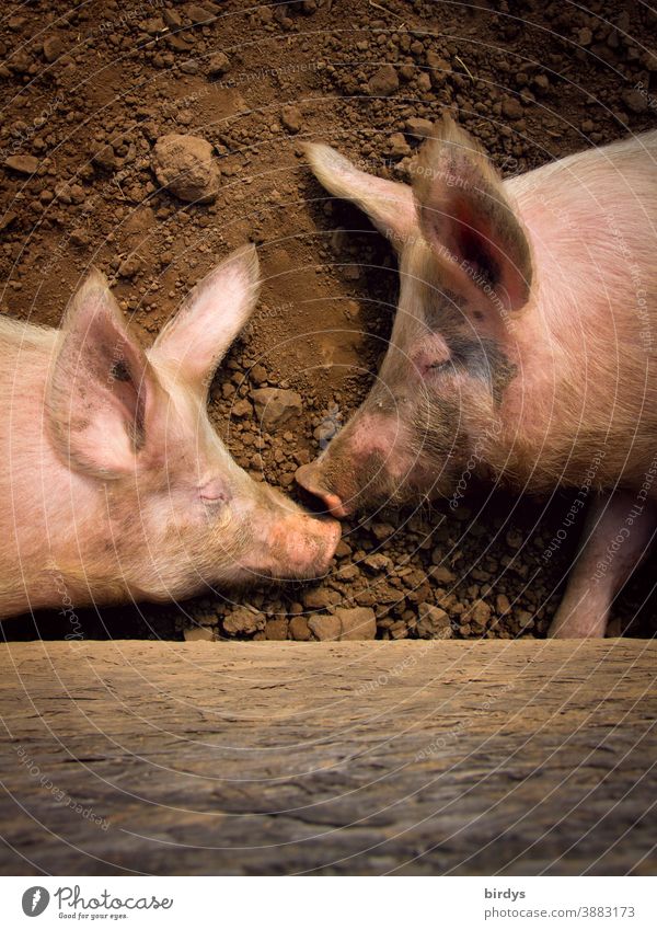 Zwei Hausschweine schlafen auf der Erde. Freilandschweine, Freilandhaltung in der Landwirtschaft, Schweinehaltung Biologische Landwirtschaft artgerecht