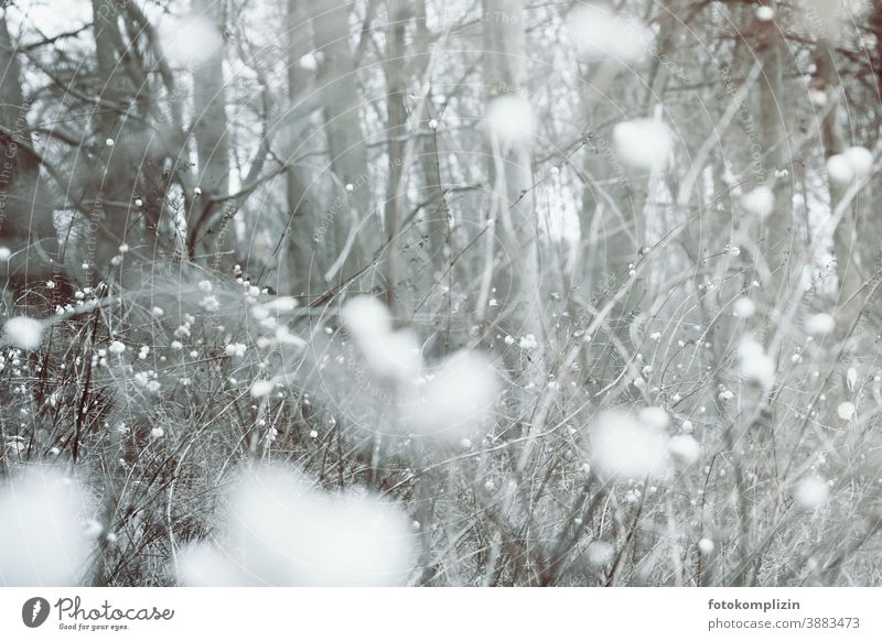 weißes flauschiges Strauchgestöber Sträucher weiße Beeren Beerensträucher Schneebeeren Unschärfe wattig grau grau-weiß Knallerbsenstrauch Winterstimmung kalt
