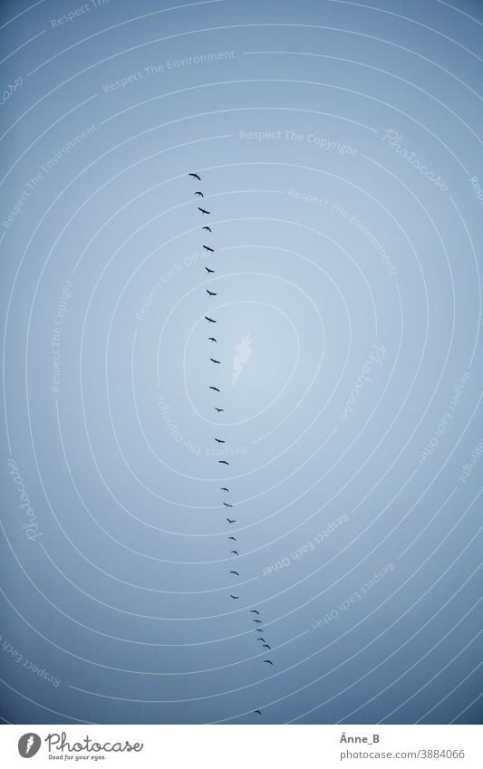 Zugvögel am Himmel fliegen flattern himmel schwarm vogel Vogelzug abflug aufbruch anflug flugbahn fluglinie frei wild instinkt blau Natur vogelschwarm flügel
