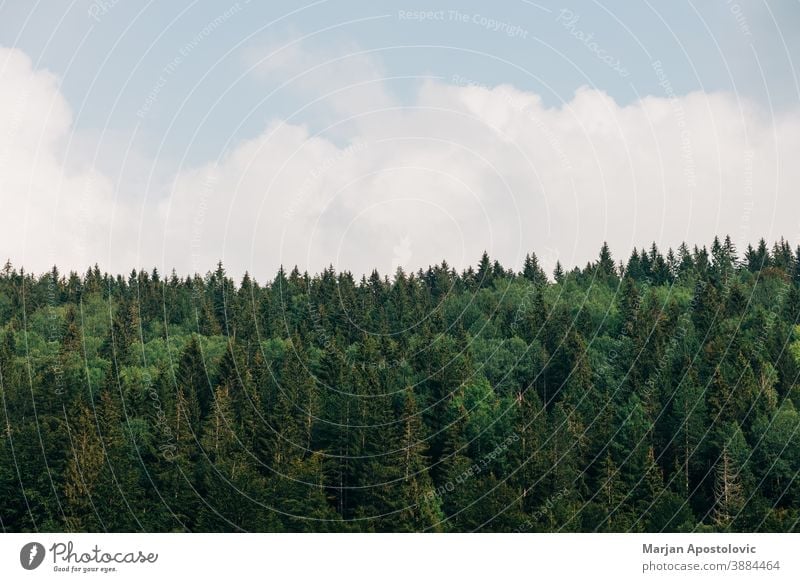 Blick auf einen Kiefernwald an einem sonnigen Tag Abenteuer Hintergrund schön blau hell Windstille Cloud Tageslicht Ökologie Ökosystem Umwelt Immergrün erkunden