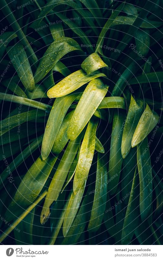 grüne Pflanzenblätter in der Natur, grüner Hintergrund Blätter Blatt Garten geblümt natürlich Laubwerk dekorativ Dekoration & Verzierung abstrakt texturiert