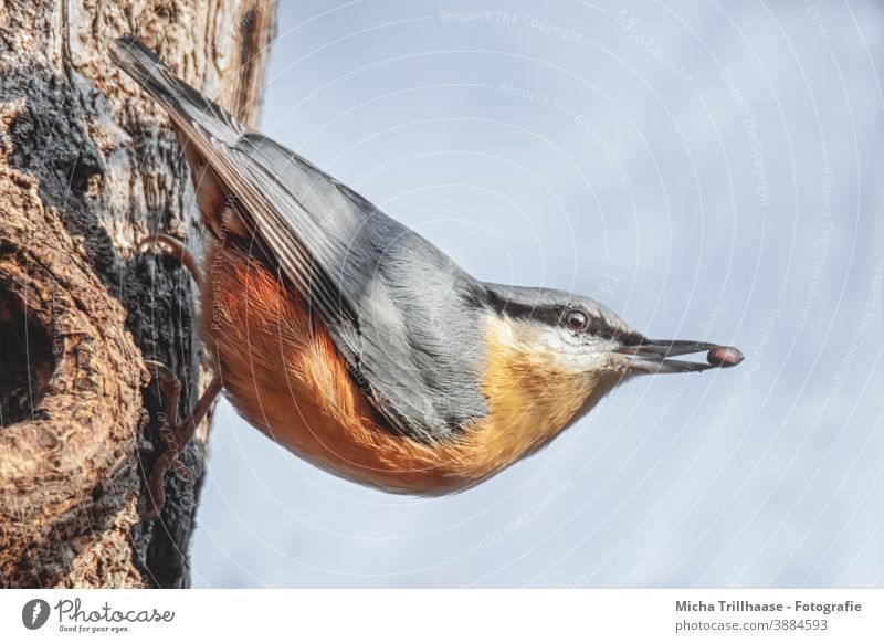 Kleiber mit Korn im Schnabel Sitta europaea Vogel Tiergesicht Kopf Auge Flügel Feder gefiedert Krallen hängen beobachten Blick Wildvogel Wildtier kopfüber Natur