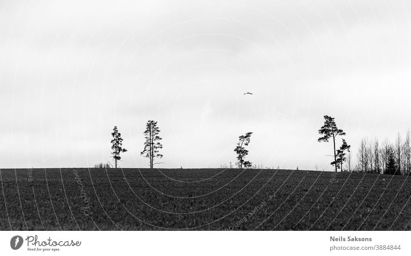Landschaft mit einsamen Bäumen und fliegenden Vögeln Tier Atmosphäre Herbst Vogel Hintergrund schön Biologie schwarz Ast Niederlassungen Wolken Farbe gruselig
