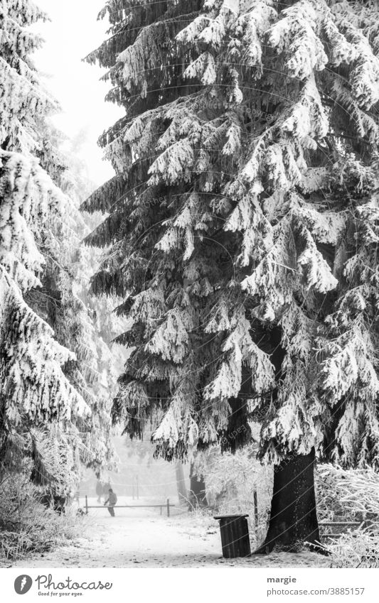 Tief verschneiter Wald, eine riesige Tanne, Fichte an einem abgesperrten Weg Schnee Winter Baum Eis frieren Eiszeit kalt einzigartig Pflanze Schneefall Frost