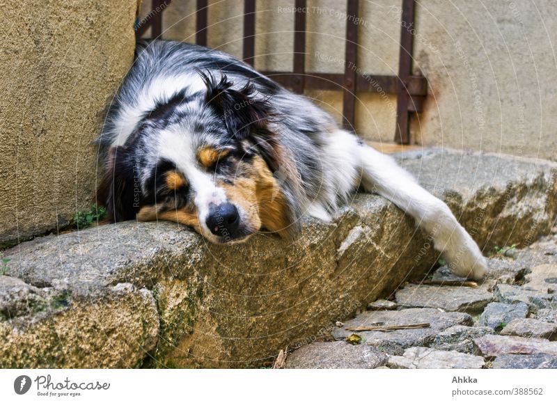 Shepherd in passender Umgebung beim Mittagsschlaf Wohlgefühl Zufriedenheit Erholung Umwelt Sommer Tier Hund 1 schlafen träumen authentisch einfach