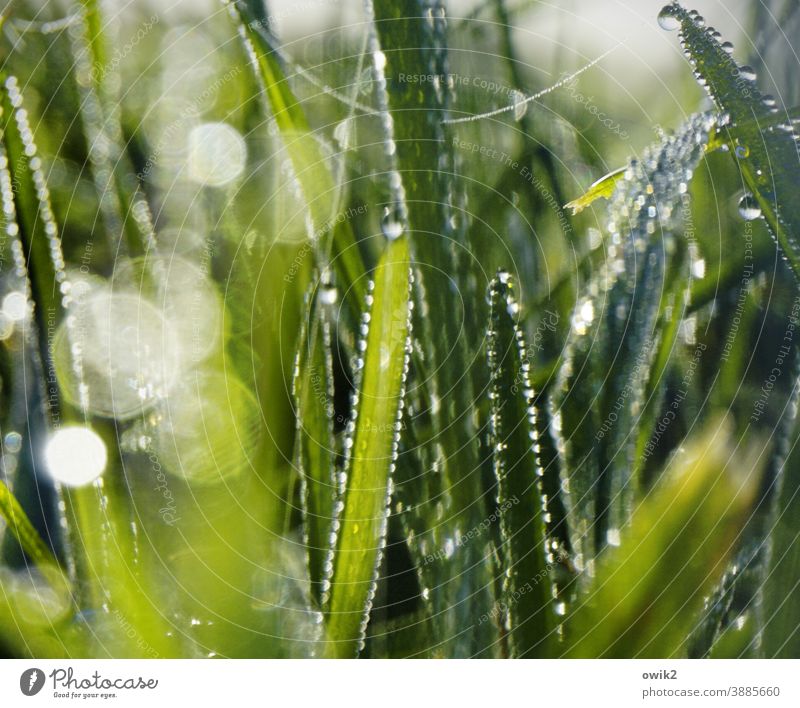 Lichtdurchlässig nasses Gras Tautropfen Detail Frühtau funkeln Blume Halme feucht Wachstum Schwache Tiefenschärfe Umwelt frisch Pflanze Makroaufnahme Natur grün