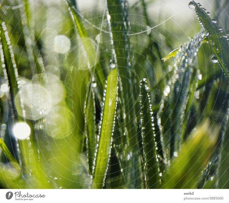 Nassgras nasses Gras Tautropfen Detail Frühtau funkeln Blume Halme feucht Wachstum Schwache Tiefenschärfe Umwelt frisch Pflanze Makroaufnahme Natur grün