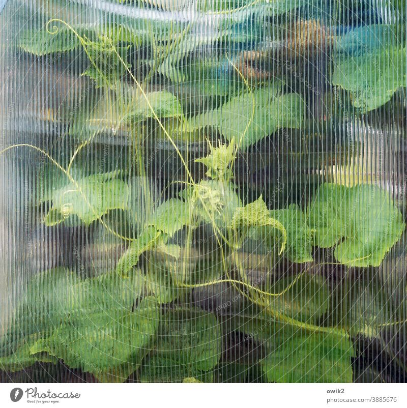 Scheibengardine Strukturglas Glas Detailaufnahme Pflanze Strukturen & Formen schemenhaft Muster Textfreiraum oben Farbfoto Menschenleer unscharf