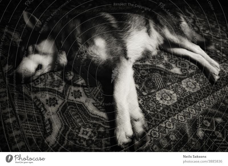 Sibirischer Husky schläft auf Teppich Schwarz-Weiß-Bild bezaubernd Alaska Tier Baby Hintergrund Biest schön Bett schwarz blau züchten Eckzahn Nahaufnahme
