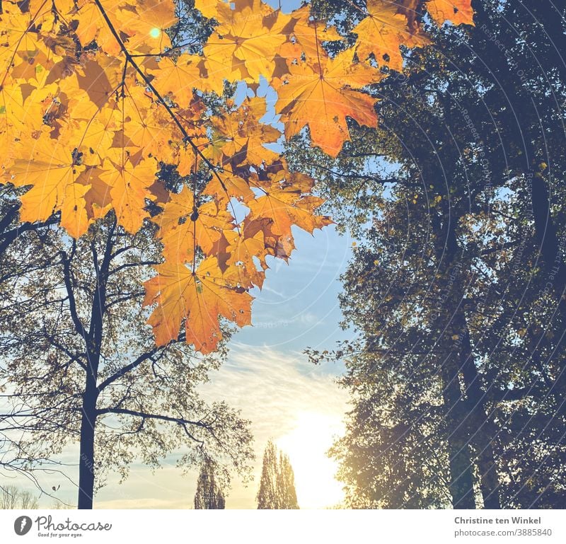 Goldene Ahornblätter im Gegenlicht der tiefstehenden Morgensonne. Im Hintergrund Bäume, Wolken und blauer Himmel goldgelb Herbst Natur Sonnenlicht Blatt Baum