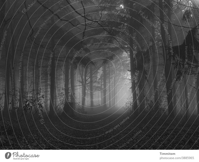 Novemberwald mit Nebel und einigen Sonnenstrahlen Wald Dunkel Licht Herbst Winter kalt Weg düster Stimmung Natur dunkel Baum Einsamkeit Schwarzweißfoto