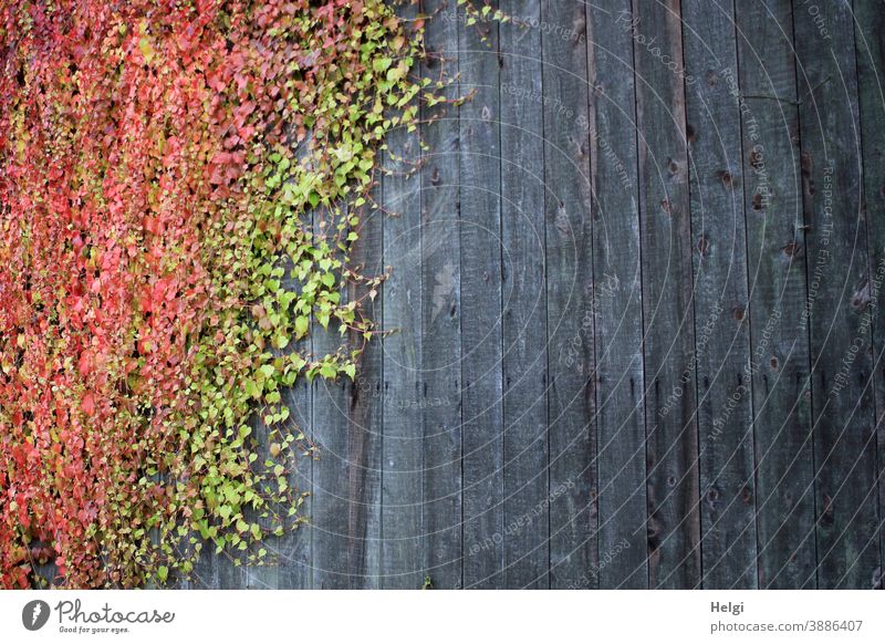 bunt gefärbte Herbstblätter wachsen an grauer Holzwand Herbstfärbung Blätter wilder Wein Weinlaub Wand Bretterwand grün rot Wilder Wein Blatt Außenaufnahme