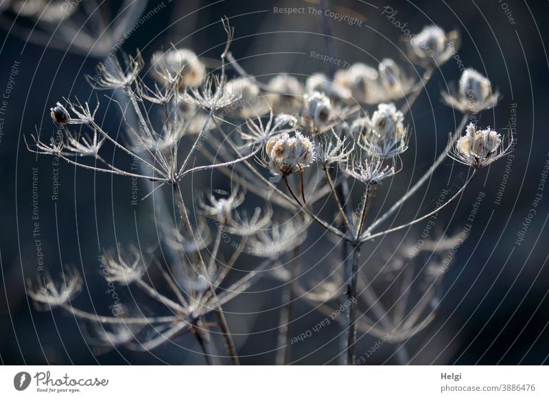 frostige Vergänglichkeit - Raureif an vertrockneten Blütendolden im Sonnenlicht mit dunklem Hintergrund Pflanze Kälte Frost verblüht Eiskristalle Licht Schatten