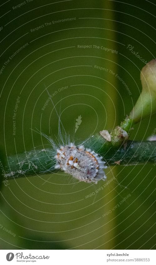 Wolllaus, Schmierlaus, Parasit Baum Zitronenbaum Befall Ast Makro Makroaufnahme Makro-Fotografie Laus schildlaus Zitrusschmierlaus Behaarung Schwanzfäden