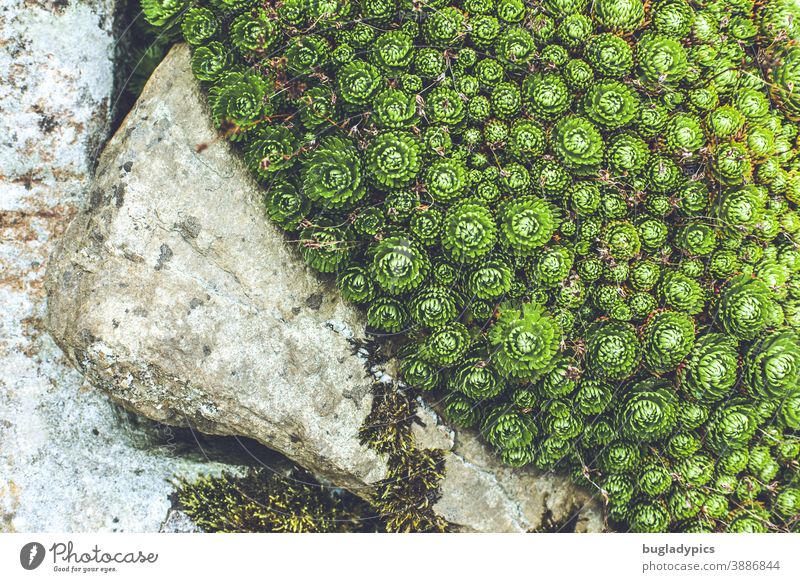 Alter Steintrog in dem Sempervivum wächst Wurze Immergrün Immergrüne Pflanzen Trog alt Moos Bodendecker Bodendeckerpflanze Natur natürlich natürliche Farbe