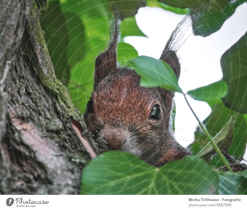 Versteckter Beobachter im Baum Eichhörnchen Sciurus vulgaris Tiergesicht Kopf Auge Nase Ohr Maul Fell Nagetiere Wildtier Natur Blatt Neugier beobachten Blick
