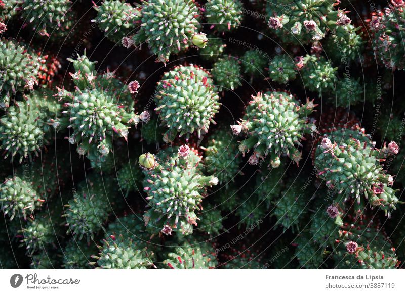 Kakteen mit rosa Blütenknospen II Kaktus Strukturen & Formen Vogelperspektive Hintergrund Pflanze grün ohne Stacheln Nahaufnahme Detailaufnahme Natur exotisch