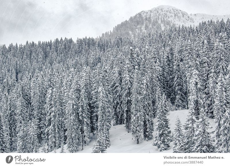 weisse Kiefern mit Schnee bedeckte Bäume Panorama Himmel Landschaft Natur Dolomit Berge u. Gebirge weiß Feld Frost Schönheit Cloud Italien Baum Ambitus Eis