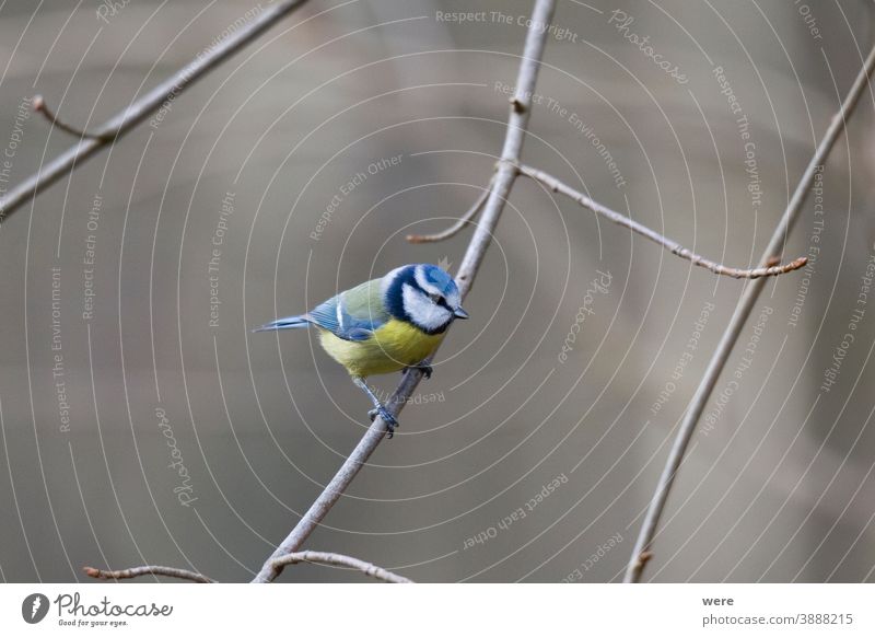 Blaumeise auf einem Zweig Kohlmeise Cyanistes caeruleus Parus Ater parus major Periparus Ater Wintervogel Tier Vogel Vogelfütterung Zweigstelle Niederlassungen