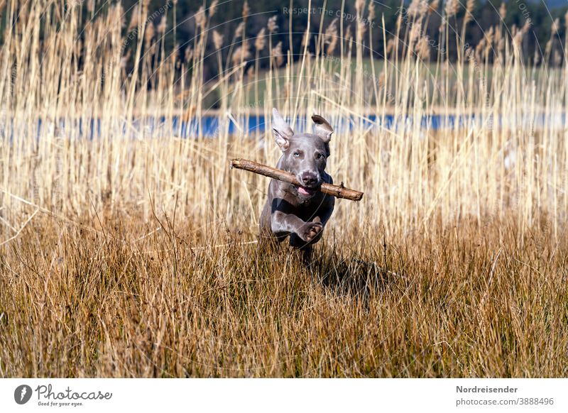Weimaraner Welpe mit Stöckchen tobt und spielt im hohen Gras weimaraner welpe hund haustier junghund wasser hübsch jagdhund portrait reinrassig wald gras