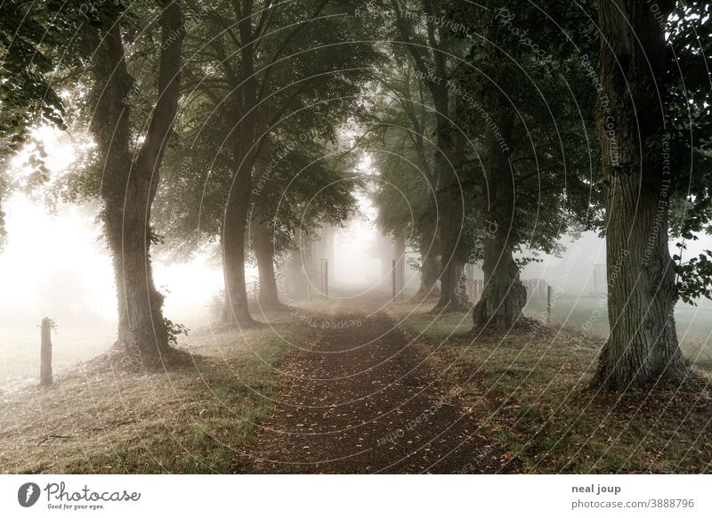 Allee zwischen Baumreihen im Morgennebel Natur morgens erwachen früh Wege & Pfade Bäume Perspektive Richtung Nebel weich diffus poesie Herbst ruhig Umwelt
