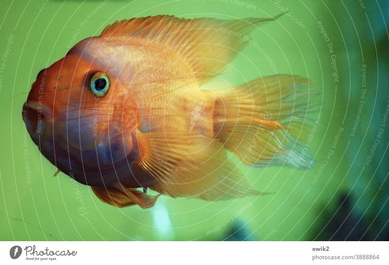 Hobbytaucher Fisch Tier 1 Schwimmen & Baden Unterwasseraufnahme Offener Mund Aquarium Wasser nass Farbfoto Kunstlicht Menschenleer Schwache Tiefenschärfe