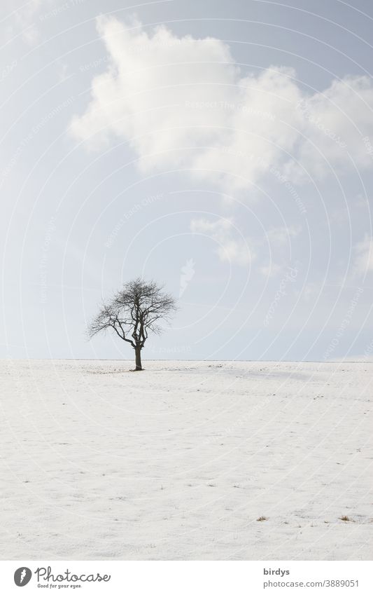 Einzelner Baum in einer Schneelandschaft, blauer Himmel mit Wolken. gedeckte Farben Winter Natur Winterstimmung schneebedeckt Stillleben Frost kalt