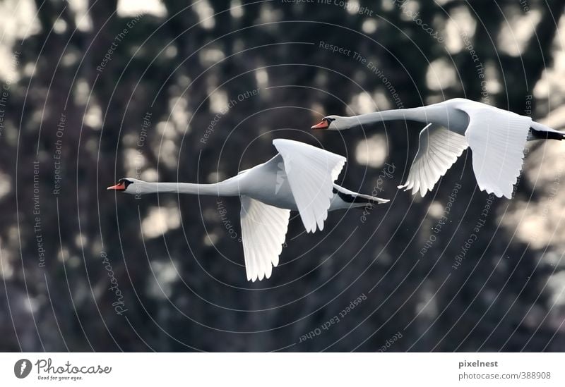 Weiße Anmut Natur Tier Wasser Wassertropfen Wildtier Vogel Schwan Höckerschwan 2 fliegen ästhetisch frei oben schön weiß Kraft Freiheit Umweltschutz spritzen